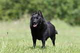 SCHIPPERKE 320